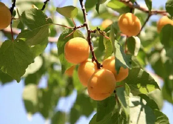 植物种类|山杏是乔木还是灌木植物