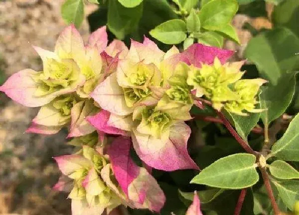 植物移栽|三角梅什么时候移栽最好