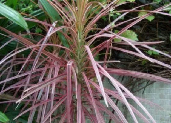 植物修剪|红边竹蕉怎么修剪 修剪造型的方法与要点