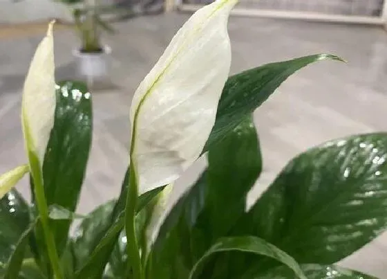 生长环境|白掌的生长环境和需要条件