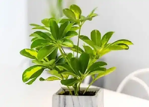 植物浇水|鸭脚木怎么浇水方法