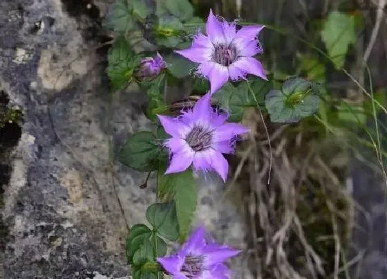 功效常识|红花龙胆的功效与作用