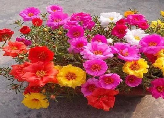 花语|什么花的花语是天天开心