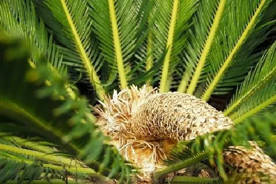 植物百科|裸子植物有种子吗 种子怎么种植