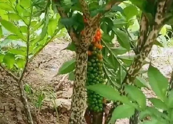 种植管理|魔芋几月份种植合适