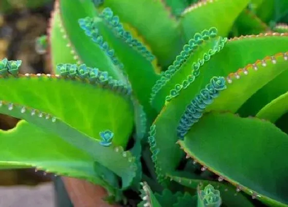 植物修剪|不死鸟徒长了怎么办