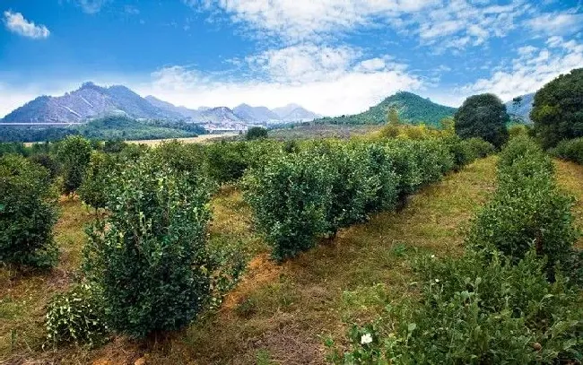 种植管理|油茶树的种植方法和管理技术，油茶树适合什么土壤种植）