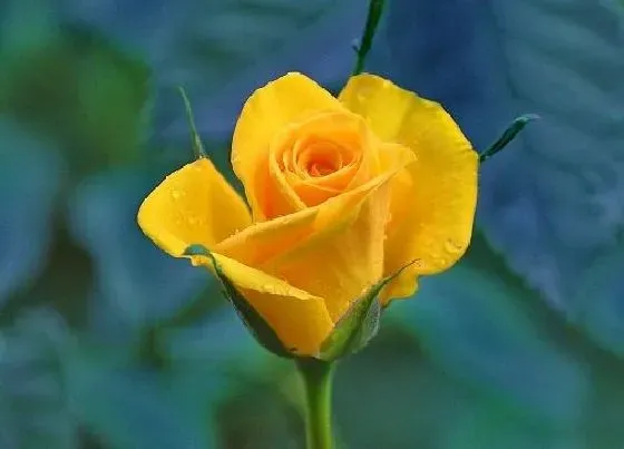 花语|玫瑰花的花语是什么象征含义