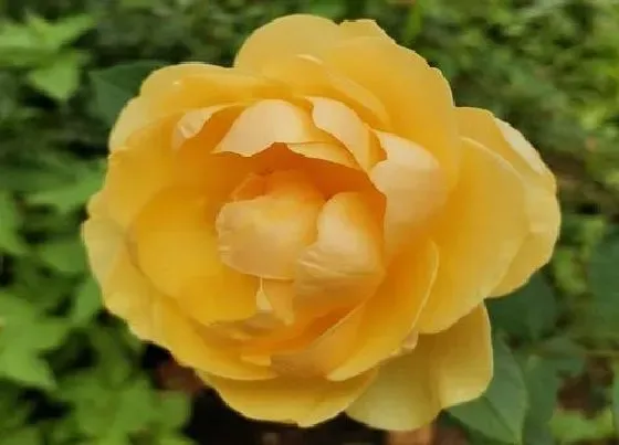 花语|什么花的花语是天天开心