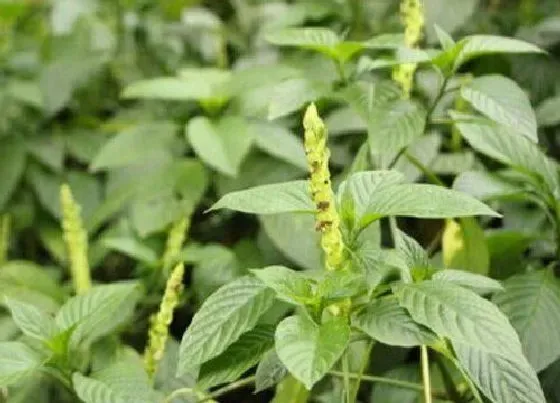 种植管理|苏子几月份种植合适