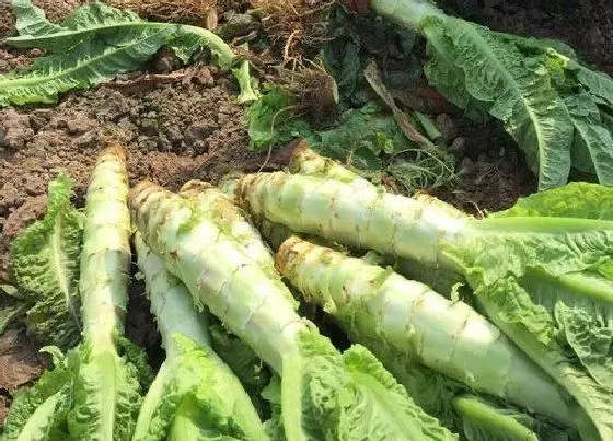 种植管理|莴苣什么季节种植合适