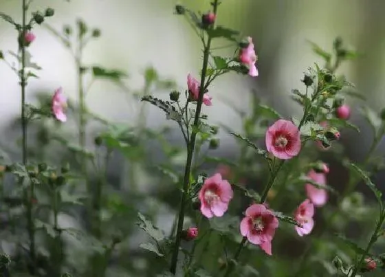 花语|什么花代表温柔