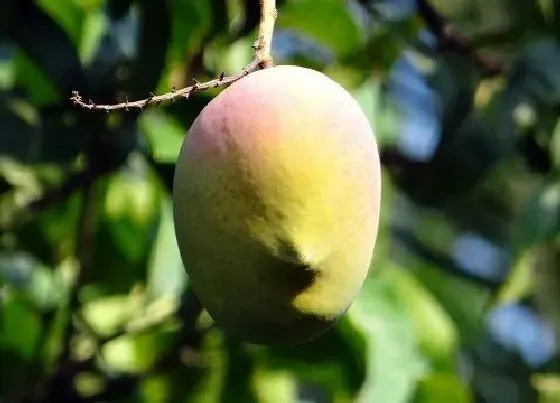 室内摆放|家里种芒果树风水好吗