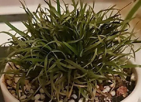 养殖方法|昌蒲草怎么养长的好