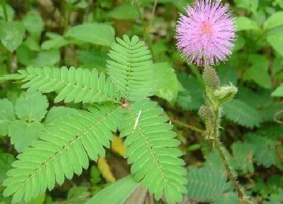 花语|什么花的花语是害羞