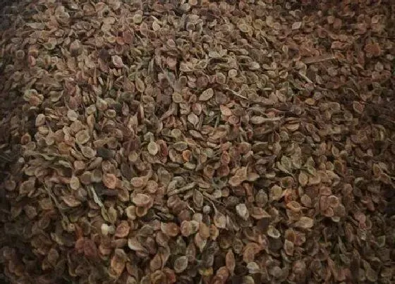 植物百科|铁线莲有种子吗