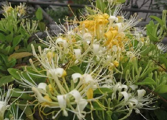 开花时间|金银花什么季节开花 花期在每年的几月份