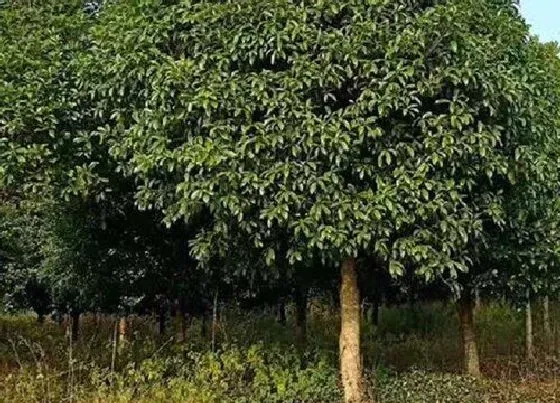 植物寓意|大叶女贞的风水寓意和摆放位置