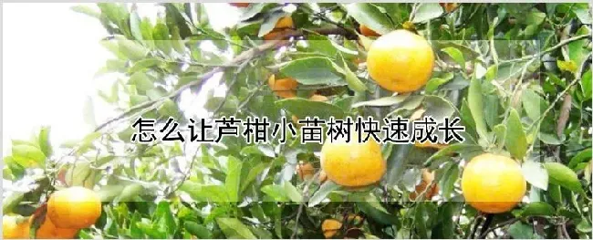 怎么让芦柑小苗树快速成长 | 养殖技术
