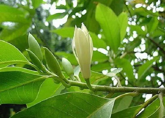 开花时间|香兰什么时候开花 花期是多长时间