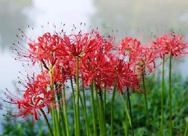 养殖方法|石蒜可以水培吗