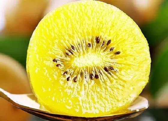 果实成熟|奇异果什么季节成熟 成熟季是几月份