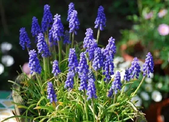 开花时间|风信子养多久才能开花