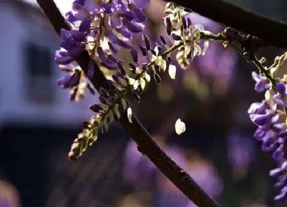 开花时间|多花紫藤一年开几次花