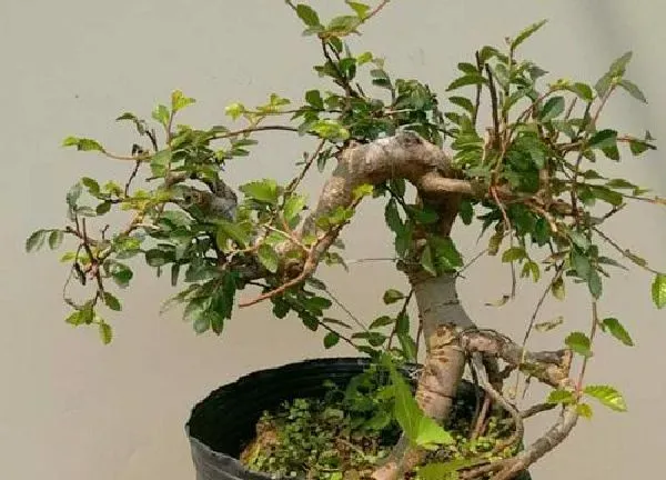 盆景|榆树幼苗如何制作家庭盆景（小榆树苗怎样养成盆景）
