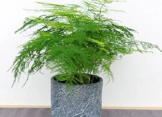 植物种类|最漂亮的竹子品种 观赏最好看的竹子是什么品种