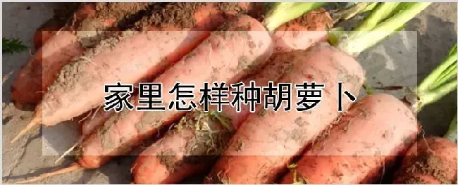 家里怎样种胡萝卜 | 养殖技术