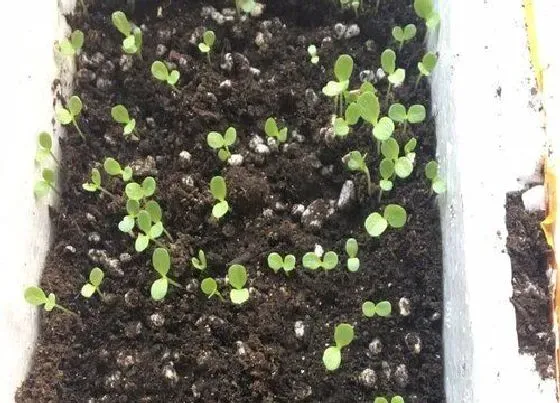 阳台摆放|阳台种植苦菊的时间和方法
