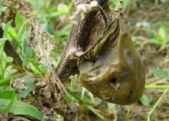 植物病害|辣椒软腐病用什么药