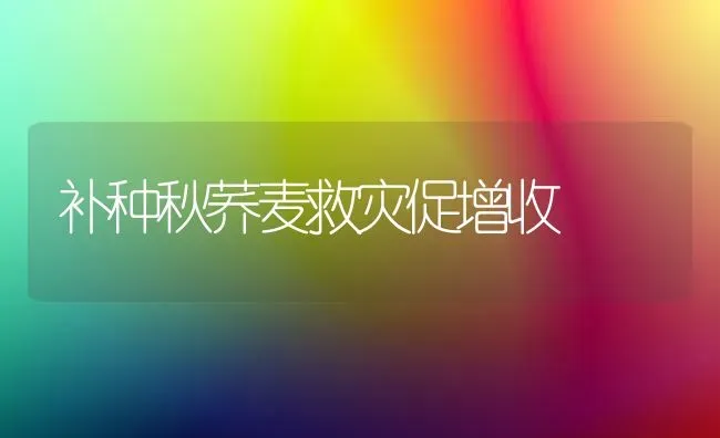 补种秋荞麦救灾促增收 | 粮油作物种植