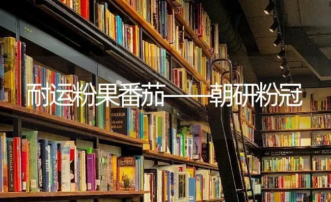耐运粉果番茄——朝研粉冠 | 瓜果种植