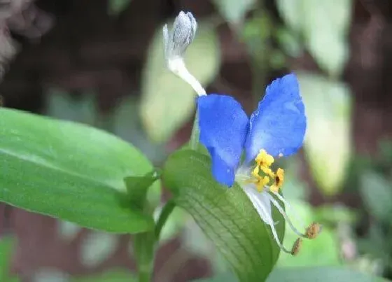 植物百科|鸭趾草会开花吗 开花的颜色与样子