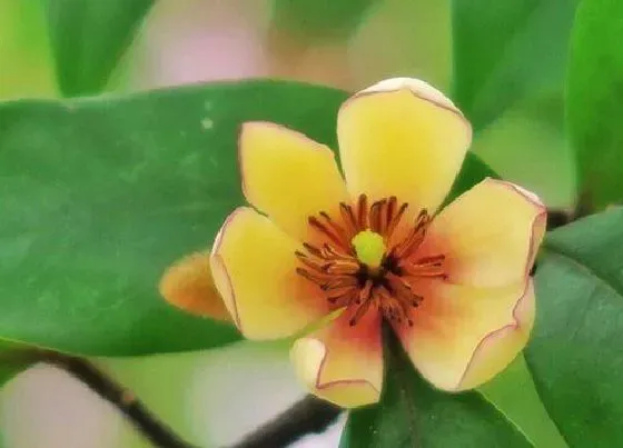 开花时间|香兰什么时候开花 花期是多长时间