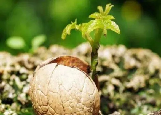 植物文学|核桃的生长过程