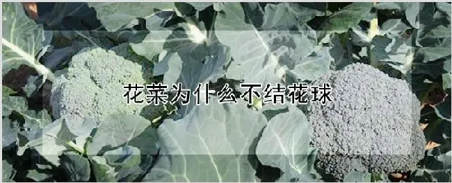 花菜为什么不结花球 | 养殖技术