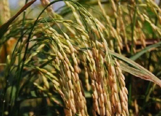 种植管理|苏北水稻什么时候收割