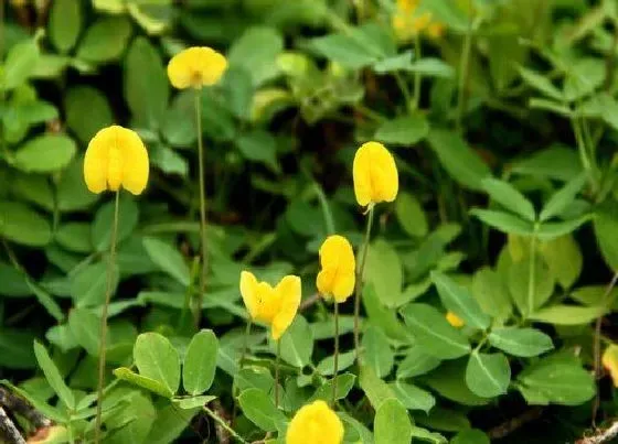 植物百科|花生会开花吗 在什么季节开花