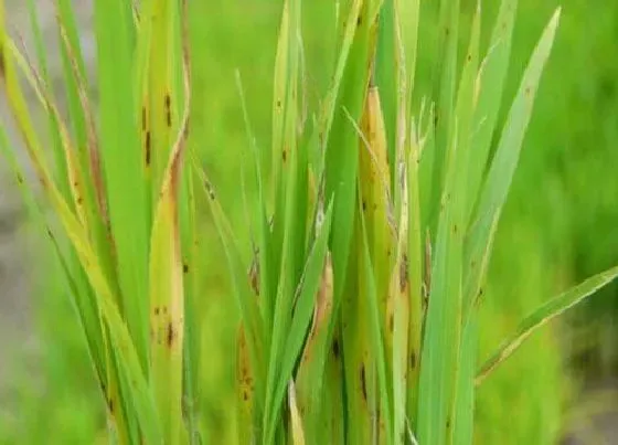 植物病害|水稻黄叶病的原因及治疗处理方法