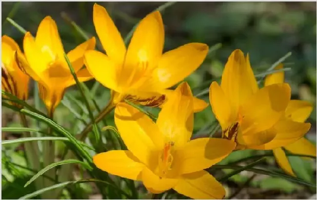 黄番红花的病虫害有哪些 如何才能有效防治？ | 种植技术