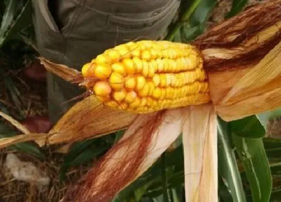 种植管理|春玉米几月份种植合适