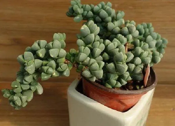 植物移栽|金钻什么时候换盆合适