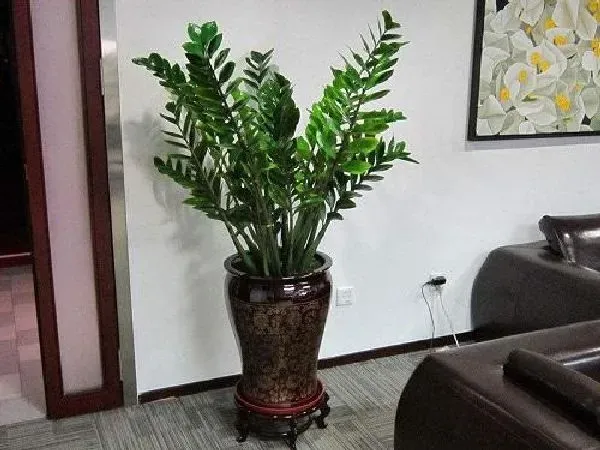 植物换土|金钱树怎么换土 换土换盆时间和方法