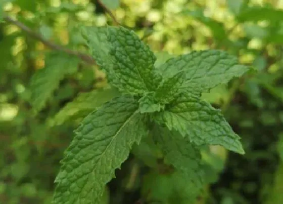 植物排行|唇形科植物有哪些