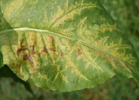 植物病害|烟草花叶病症状及防治方法