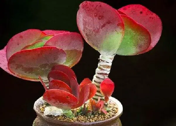 植物移栽|唐印多久服盆