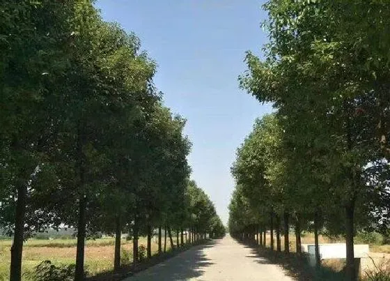 植物百科|宁波的市树是什么树